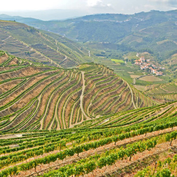 Dão Vineyards Tours