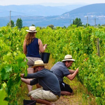 Grape Harvest 